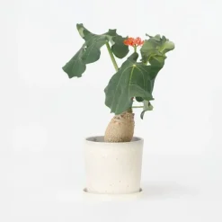 Plant in a Box Koraalplant - Jatropha podagrica - Hoogte 25-45cm - ⌀13cm Online