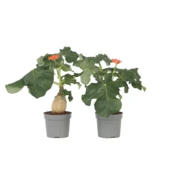 Plant in a Box Koraalplant - Set van 2 - Jatropha podagrica - Hoogte 25-45cm - ⌀13cm Sale