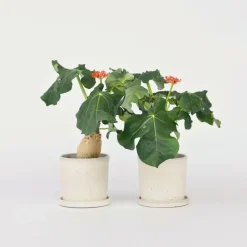Plant in a Box Koraalplant - Set van 2 - Jatropha podagrica - Hoogte 25-45cm - ⌀13cm Sale
