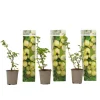 Plant in a Box Kruisbes - Set van 3 - Ribes uva- crispa - Hoogte 25-40cm - ⌀9cm Best