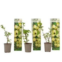 Plant in a Box Kruisbes - Set van 3 - Ribes uva- crispa - Hoogte 25-40cm - ⌀9cm Best