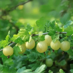 Plant in a Box Kruisbes - Set van 3 - Ribes uva- crispa - Hoogte 25-40cm - ⌀9cm Best