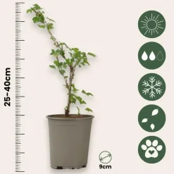 Plant in a Box Kruisbes - Set van 3 - Ribes uva- crispa - Hoogte 25-40cm - ⌀9cm Best