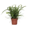 Plant in a Box Krulvaren - Nephrolepis 'Duffii' - Hoogte 25-40cm - ⌀12cm