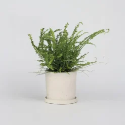 Plant in a Box Krulvaren - Nephrolepis 'Duffii' - Hoogte 25-40cm - ⌀12cm