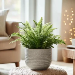 Plant in a Box Krulvaren - Nephrolepis 'Duffii' - Hoogte 25-40cm - ⌀12cm