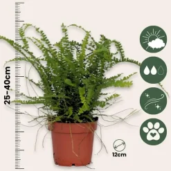 Plant in a Box Krulvaren - Nephrolepis 'Duffii' - Hoogte 25-40cm - ⌀12cm