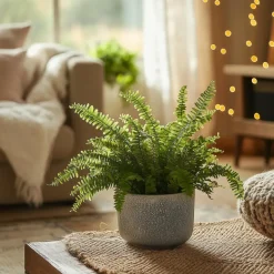 Plant in a Box Krulvaren - Nephrolepis 'Duffii' - Hoogte 25-40cm - ⌀12cm