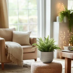 Plant in a Box Krulvaren - Nephrolepis 'Duffii' - Hoogte 25-40cm - ⌀12cm