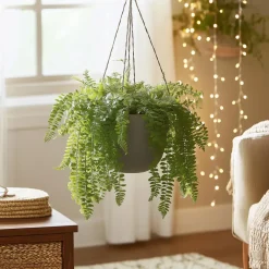 Plant in a Box Krulvaren - Nephrolepis 'Duffii' - Hoogte 25-40cm - ⌀12cm