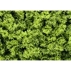 IVOL Kunsthaag wandpanelen - Mospaneel heldergroen - 100x100 cm Sale