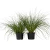 Plant in a Box Lampenpoetersgras - Set van 2 - Pennisetum 'Hameln' - Hoogte 20-30cm - ⌀23cm Hot