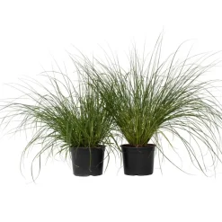 Plant in a Box Lampenpoetersgras - Set van 2 - Pennisetum 'Hameln' - Hoogte 20-30cm - ⌀23cm Hot