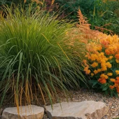 Plant in a Box Lampenpoetersgras - Set van 2 - Pennisetum 'Hameln' - Hoogte 20-30cm - ⌀23cm Hot