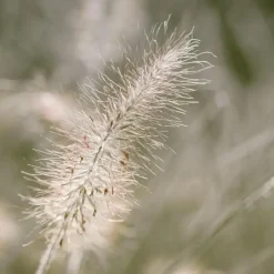 Plant in a Box Lampenpoetersgras - Set van 2 - Pennisetum 'Hameln' - Hoogte 20-30cm - ⌀23cm Hot