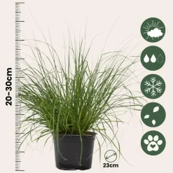 Plant in a Box Lampenpoetersgras - Set van 2 - Pennisetum 'Hameln' - Hoogte 20-30cm - ⌀23cm Hot