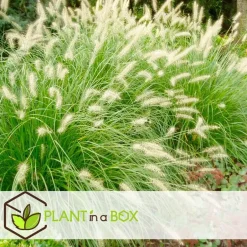 Plant in a Box Lampenpoetersgras - Set van 2 - Pennisetum 'Hameln' - Hoogte 20-30cm - ⌀23cm Hot
