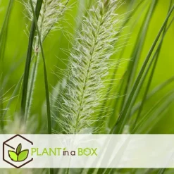 Plant in a Box Lampenpoetersgras - Set van 2 - Pennisetum 'Hameln' - Hoogte 20-30cm - ⌀23cm Hot