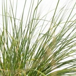 Plant in a Box Lampenpoetersgras - Set van 2 - Pennisetum 'Hameln' - Hoogte 20-30cm - ⌀23cm Hot