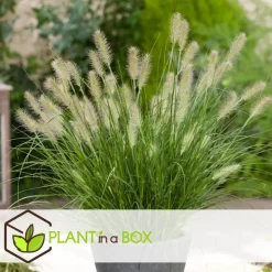 Plant in a Box Lampenpoetersgras - Set van 2 - Pennisetum 'Hameln' - Hoogte 20-30cm - ⌀23cm Hot