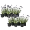 Plant in a Box Lavendel - Set van 12 - Lavandula angustifolia - Hoogte 10-15cm - ⌀10,5cm Hot