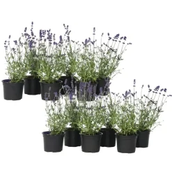 Plant in a Box Lavendel - Set van 12 - Lavandula angustifolia - Hoogte 10-15cm - ⌀10,5cm Hot