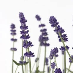 Plant in a Box Lavendel - Set van 12 - Lavandula angustifolia - Hoogte 10-15cm - ⌀10,5cm Hot