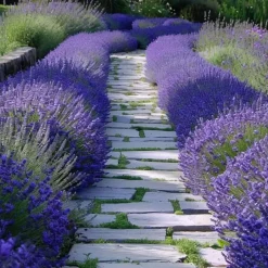 Plant in a Box Lavendel - Set van 12 - Lavandula angustifolia - Hoogte 10-15cm - ⌀10,5cm Hot