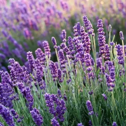 Plant in a Box Lavendel - Set van 12 - Lavandula angustifolia - Hoogte 10-15cm - ⌀10,5cm Hot