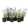 Plant in a Box Lavendel - Set van 6 - Lavandula angustifolia - Hoogte 10-15cm - ⌀10,5cm
