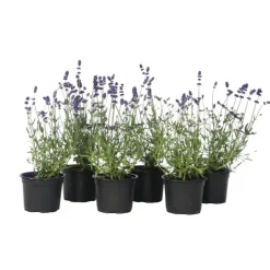 Plant in a Box Lavendel - Set van 6 - Lavandula angustifolia - Hoogte 10-15cm - ⌀10,5cm
