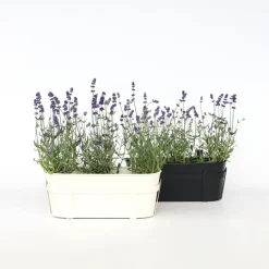 Plant in a Box Lavendel - Set van 6 - Lavandula angustifolia - Hoogte 10-15cm - ⌀10,5cm