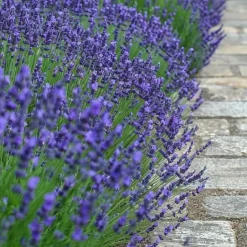 Plant in a Box Lavendel - Set van 6 - Lavandula angustifolia - Hoogte 10-15cm - ⌀10,5cm