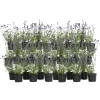 Plant in a Box Lavendel - Set van 36 - Lavandula angustifolia - Hoogte 10-15cm - ⌀10,5cm Sale