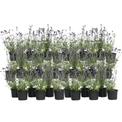 Plant in a Box Lavendel - Set van 36 - Lavandula angustifolia - Hoogte 10-15cm - ⌀10,5cm Sale