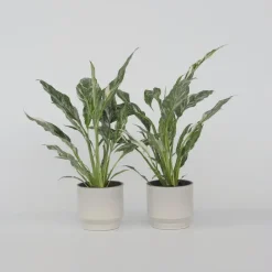 Plant in a Box Lepelplant - Set van 2 - Spathiphyllum 'Diamond' - Hoogte 40-50cm - ⌀12cm Online