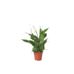 Plant in a Box Lepelplant - Spathiphyllum 'Torelli' - Hoogte 30-45cm - ⌀12cm Sale
