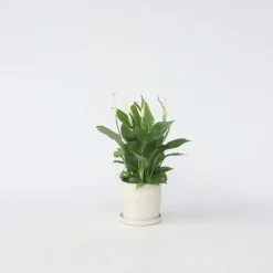 Plant in a Box Lepelplant - Spathiphyllum 'Torelli' - Hoogte 30-45cm - ⌀12cm Sale