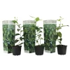 Plant in a Box Limoenboom - Set van 3 - Citrus aurantifolia - Hoogte 25-40cm - ⌀9cm