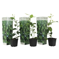 Plant in a Box Limoenboom - Set van 3 - Citrus aurantifolia - Hoogte 25-40cm - ⌀9cm