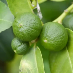 Plant in a Box Limoenboom - Set van 3 - Citrus aurantifolia - Hoogte 25-40cm - ⌀9cm