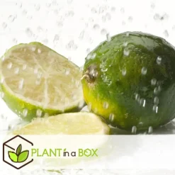 Plant in a Box Limoenboom - Set van 3 - Citrus aurantifolia - Hoogte 25-40cm - ⌀9cm