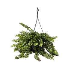 Plant in a Box Lippenstiftplant - Aeschynanthus pulcher - Hoogte 20-30cm - ⌀15cm Discount