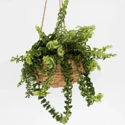 Plant in a Box Lippenstiftplant - Aeschynanthus pulcher - Hoogte 20-30cm - ⌀15cm Discount