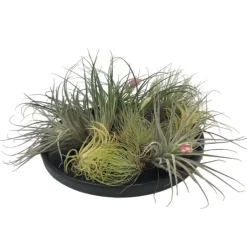 Plant in a Box Luchtplantjes - Set van 12 - Tillandsia - Hoogte 5-15cm - ⌀5cm Outlet