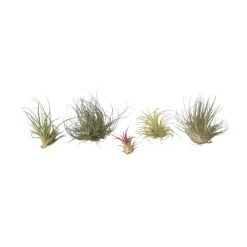 Plant in a Box Luchtplantjes - Set van 5 - Tillandsia - Hoogte 5-15cm - ⌀5cm Sale