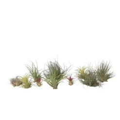 Plant in a Box Luchtplantjes - Set van 10 - Tillandsia - Hoogte 5-15cm - ⌀5cm Best