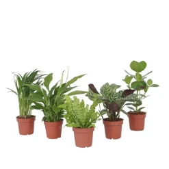 Plant in a Box Luchtzuiverende kamerplanten - Set van 5 - Hoogte 25-40cm - ⌀12cm Discount