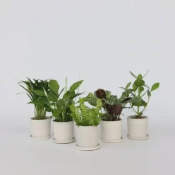 Plant in a Box Luchtzuiverende kamerplanten - Set van 5 - Hoogte 25-40cm - ⌀12cm Discount