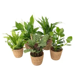 Plant in a Box Luchtzuiverende kamerplanten - Set van 5 - Met mand - Hoogte 25-40cm - ⌀12cm Discount